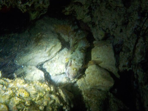 Sparisoma cretense