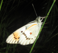 Colotis annae annae