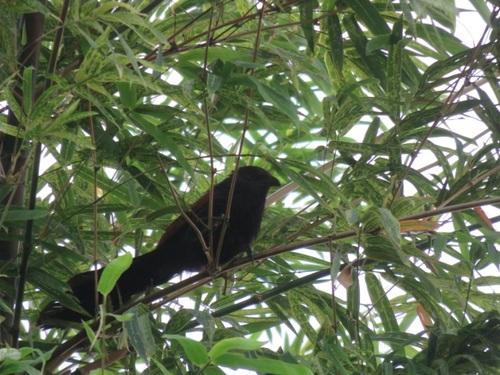 Philippine Coucal (Centropus viridis), photo 10