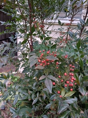 Nandina domestica