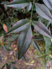 Nandina domestica