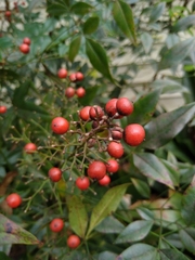 Nandina domestica