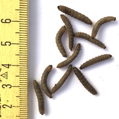 Pterygota