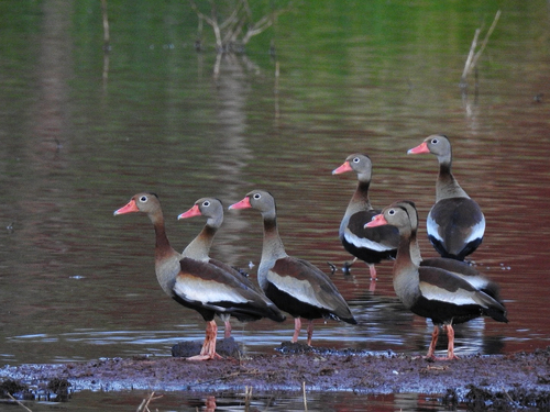 Black-bellied Whistling-Duck