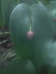 Pleurothallis cardiothallis