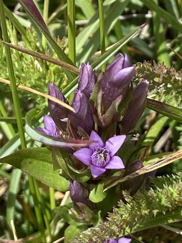 Gentianella anisodonta, photograph 6