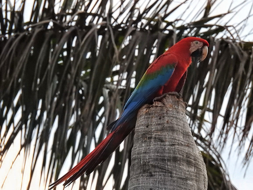Red-and-green Macaw