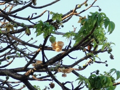 Adansonia digitata