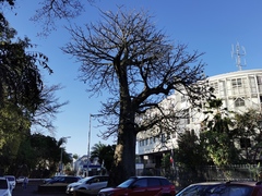 Adansonia digitata
