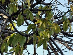 Adansonia digitata
