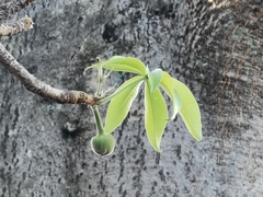 Adansonia digitata