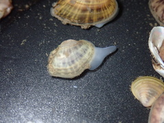 Truncilla donaciformis