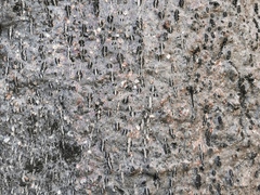 Adansonia digitata
