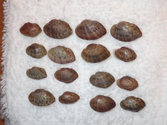 Truncilla donaciformis