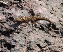 Hemidactylus murrayi