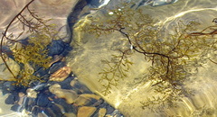 Stephanocystis