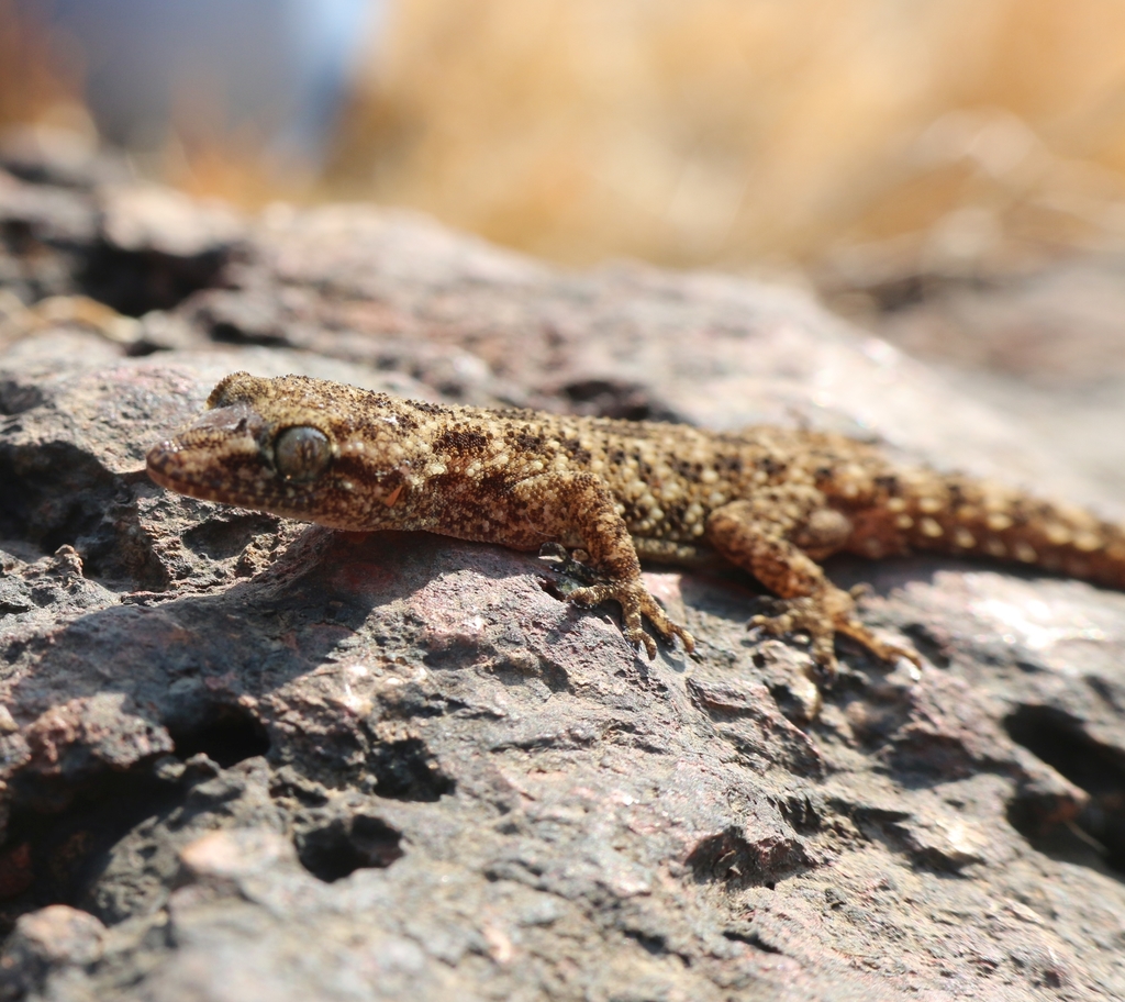 Murray's House Gecko