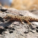 Hemidactylus murrayi - Photo (c) Anubhav Agarwal,  זכויות יוצרים חלקיות (CC BY-NC), הועלה על ידי Anubhav Agarwal