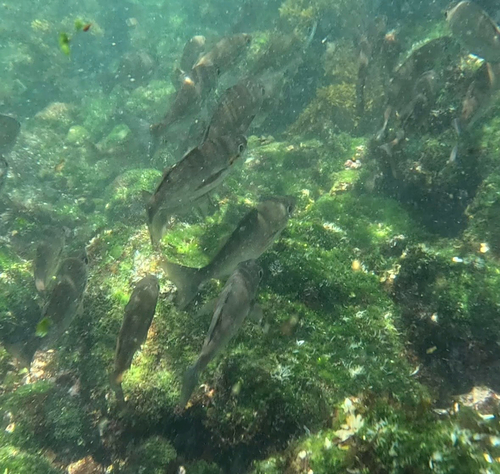 Longfin salema (Xenichthys agassizii) — Haemulidae — 3