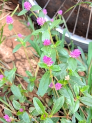Gomphrena globosa
