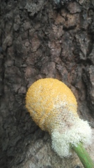 Parkia speciosa