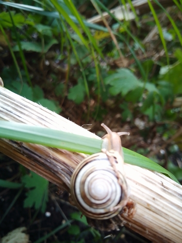 Cepaea hortensis