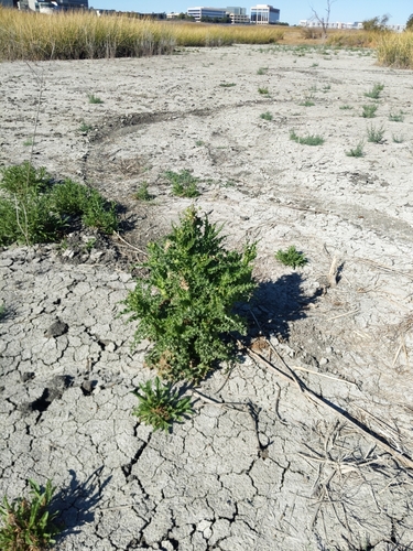 iNaturalist observation photo of prickly sowthistle