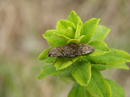 Kanapėtasis spragšis