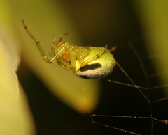 Bijoaraneus mitificus