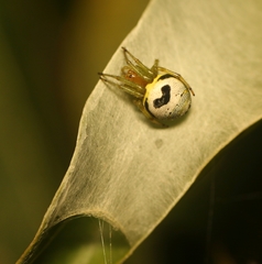 Bijoaraneus mitificus