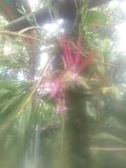 Isochilus chiriquensis