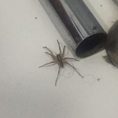 Araneae