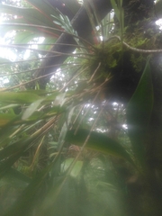 Isochilus chiriquensis