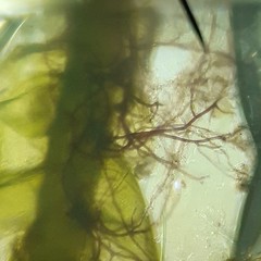 Plagiothecium curvifolium