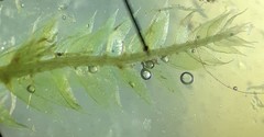 Plagiothecium curvifolium