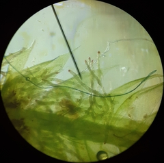 Plagiothecium curvifolium