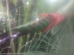 Isochilus chiriquensis