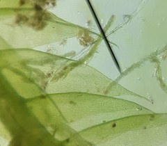 Plagiothecium curvifolium
