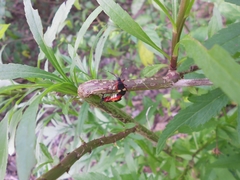 Dysdercus albofasciatus
