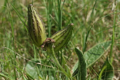 Asclepiadinae
