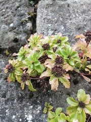 Phedimus ellacombeanus