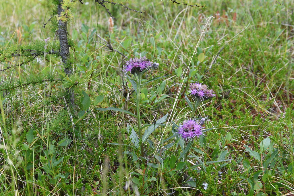 Saussurea denticulata