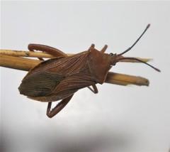 Athaumastus haematicus