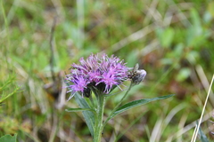 Saussurea denticulata