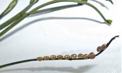 Athaumastus haematicus