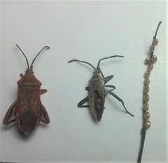 Athaumastus haematicus