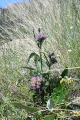 Saussurea denticulata
