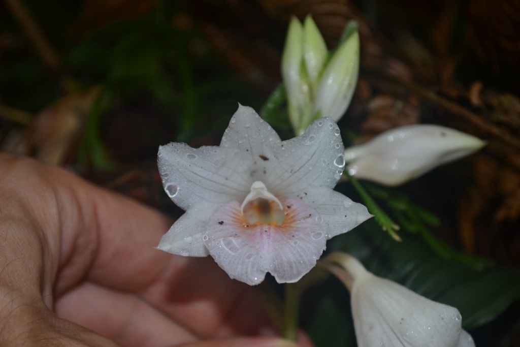 Calanthe stenocentron