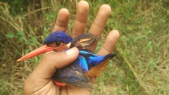 Alcedo meninting