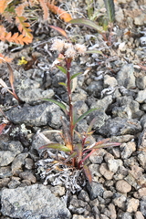 Saussurea denticulata